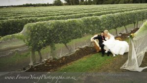 vineyard wedding sitting by the grapes